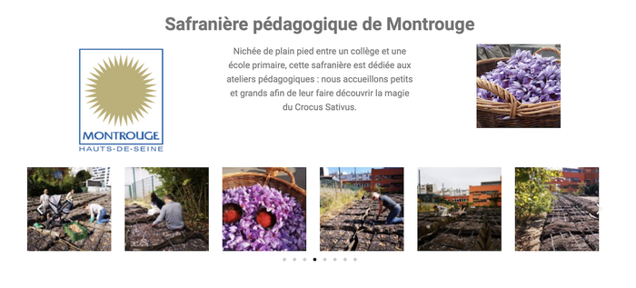 Montrouge - Agriculture urbaine - Culture du safran